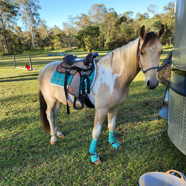 Turquoise Horse Sports Boots