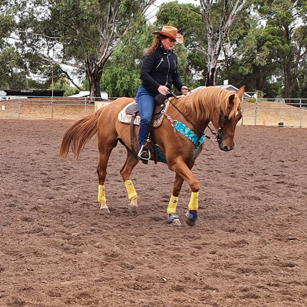 yellow sport boots for horses